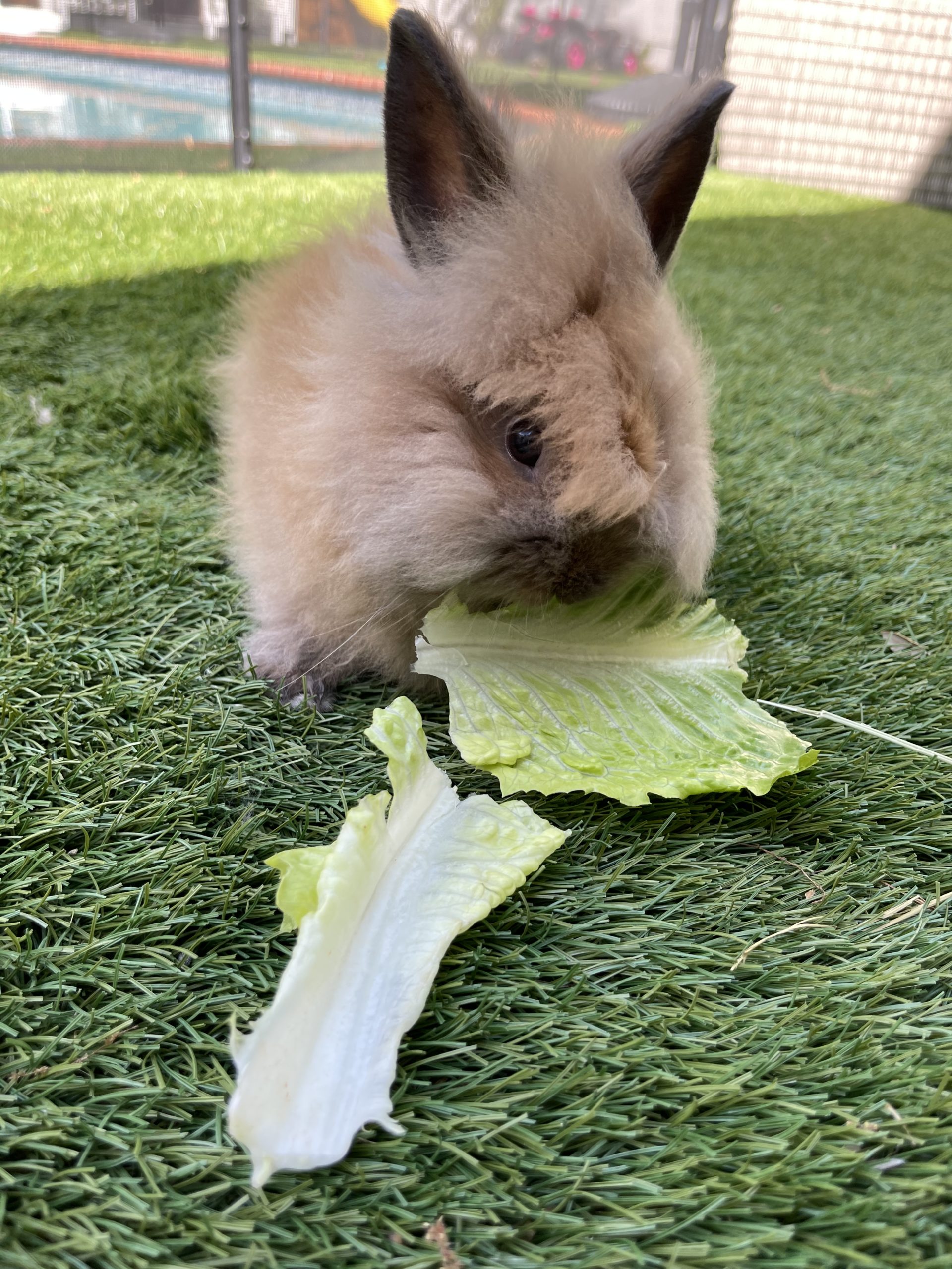 lionhead bunny 