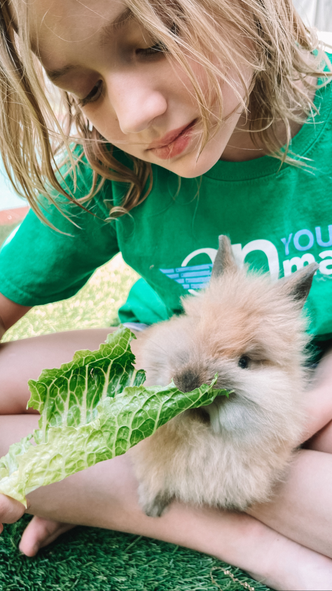 lion head rabbit