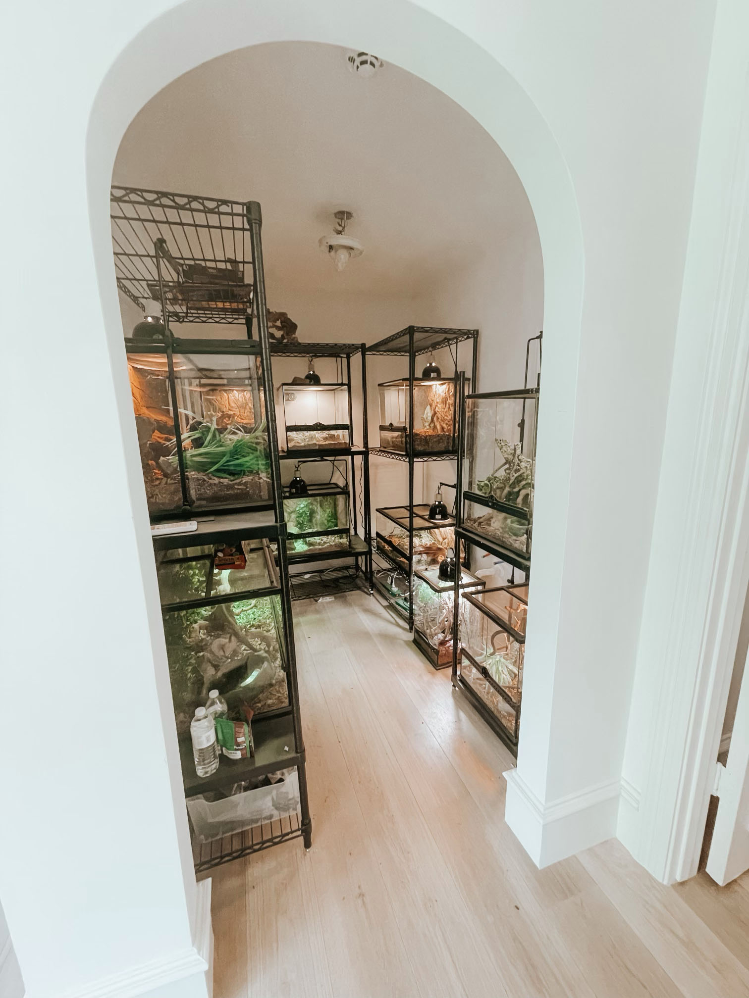 reptile room setup