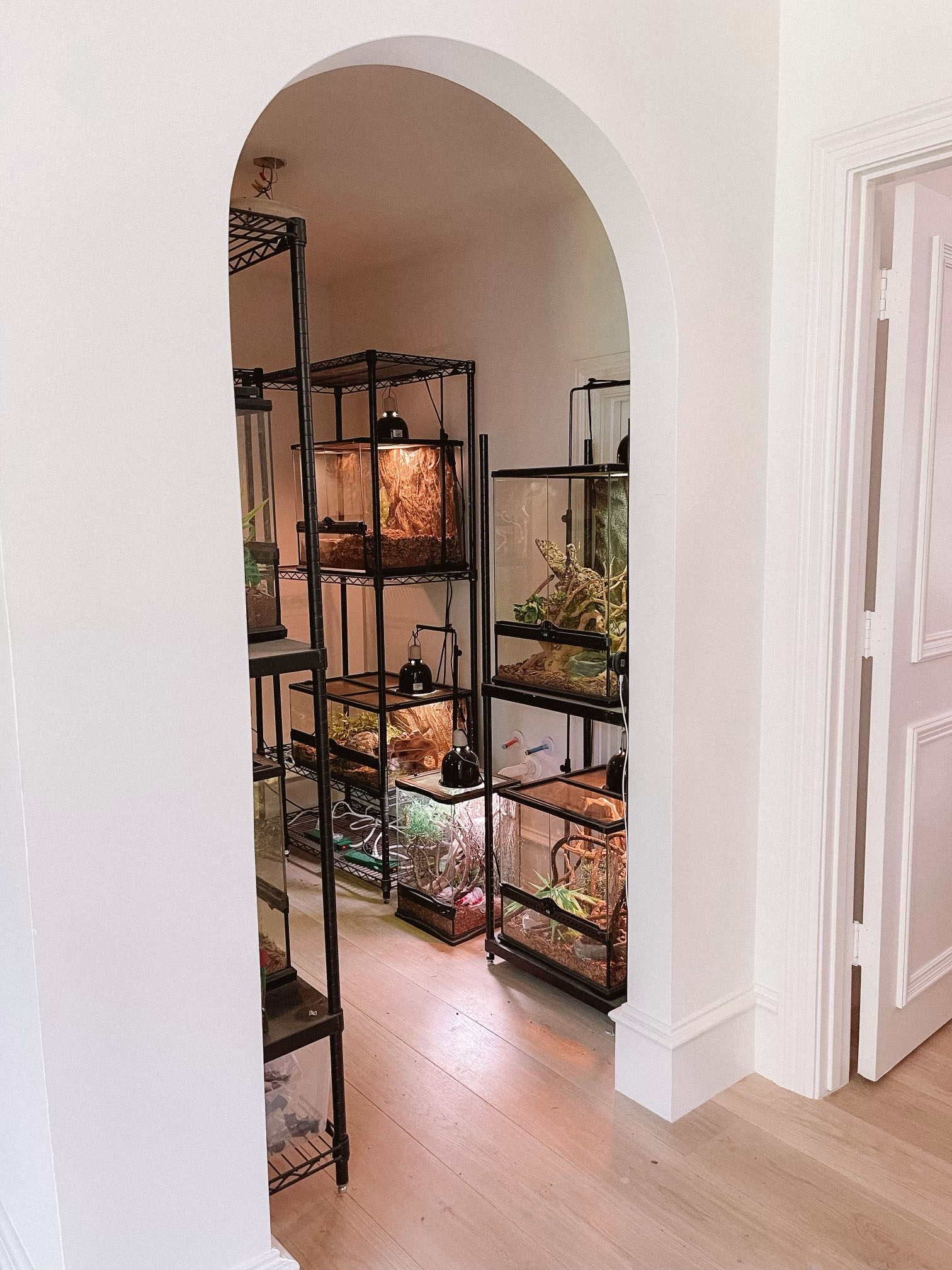 reptile room