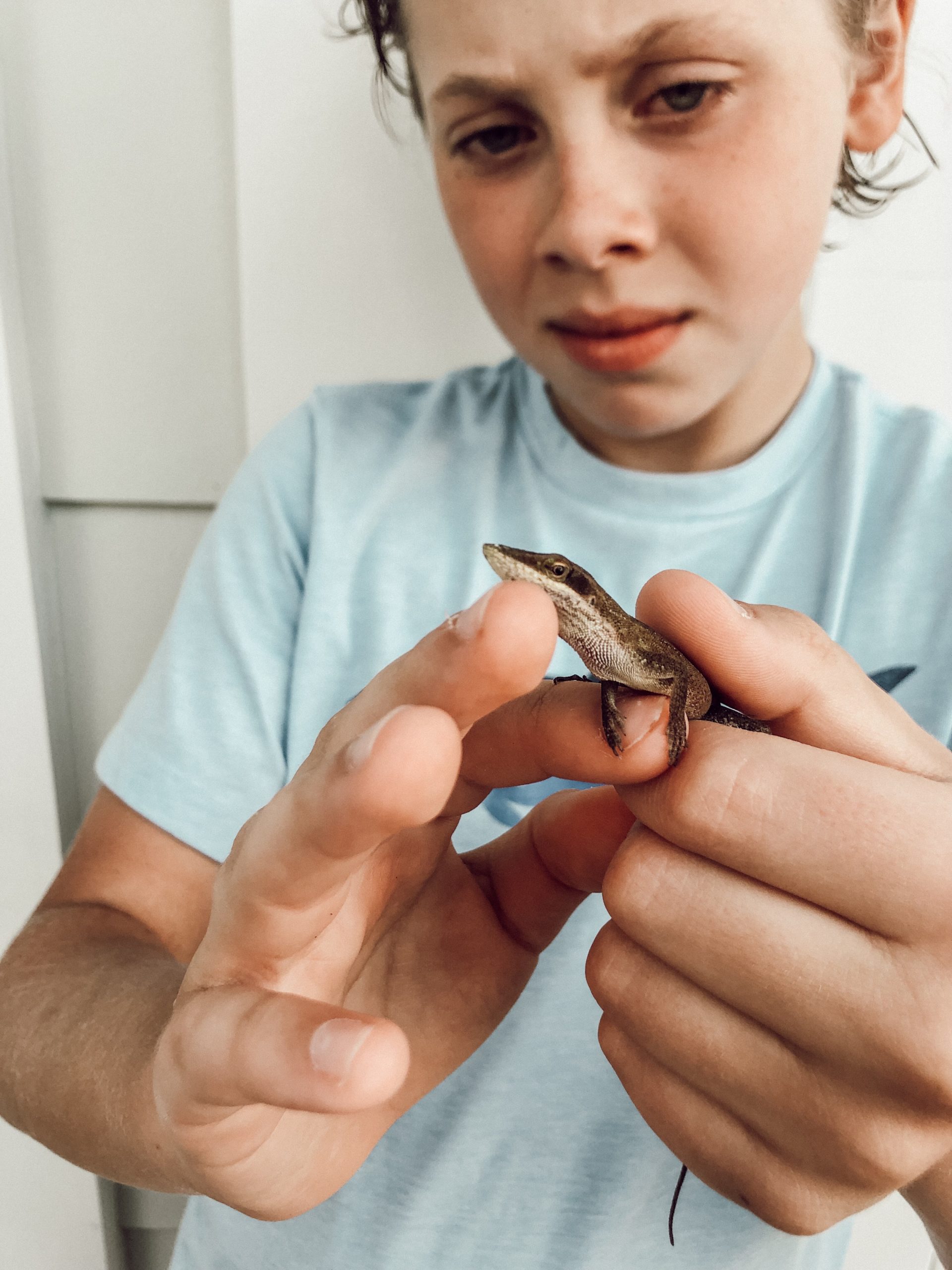 best reptiles for beginners