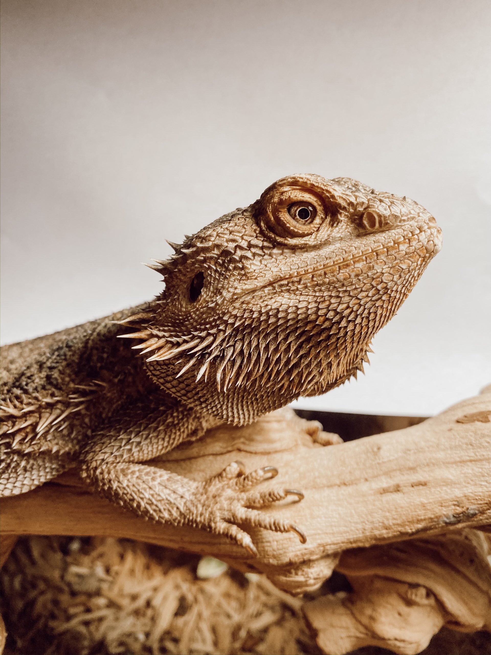 best reptiles for beginners