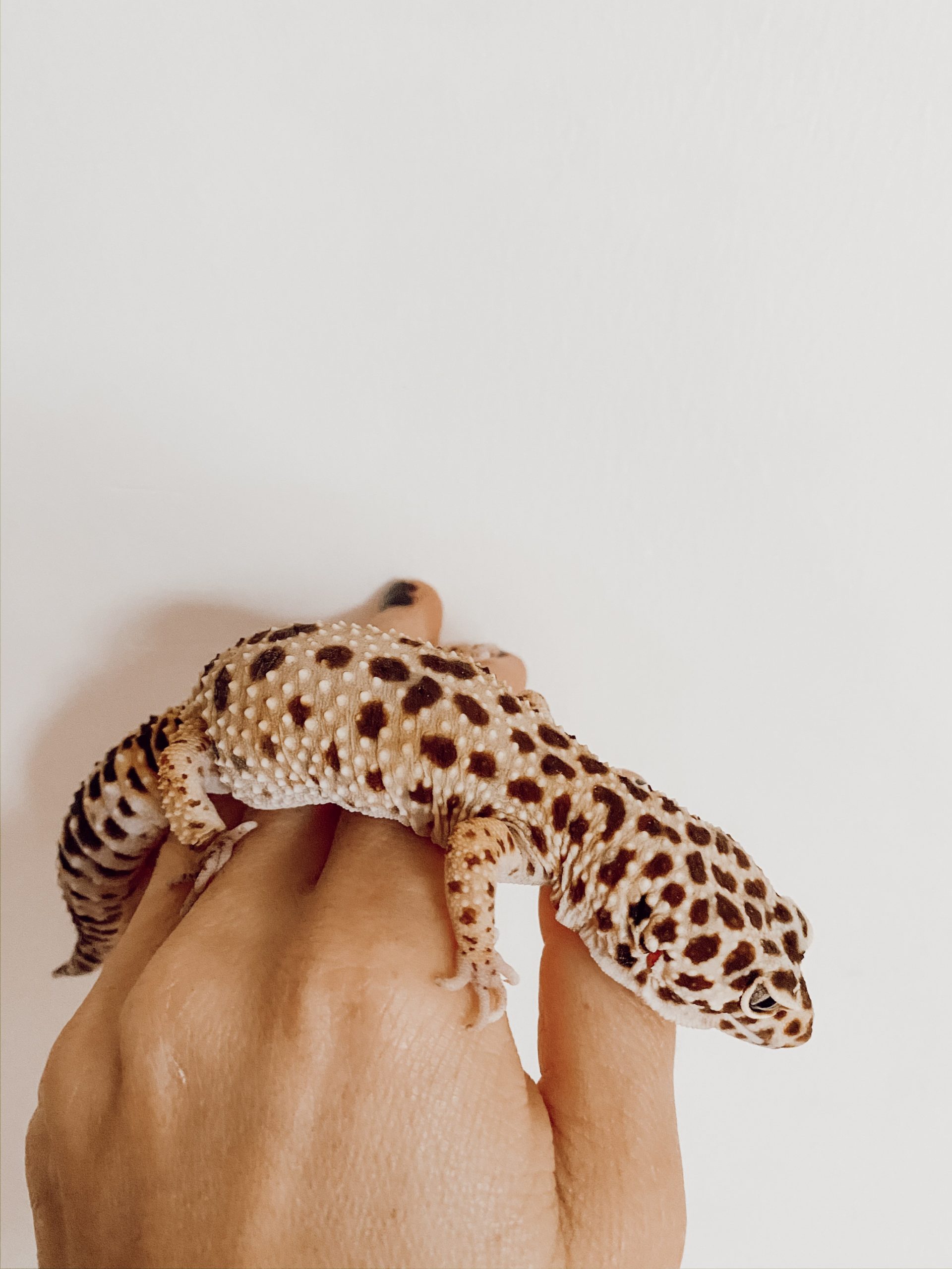 best reptiles for kids