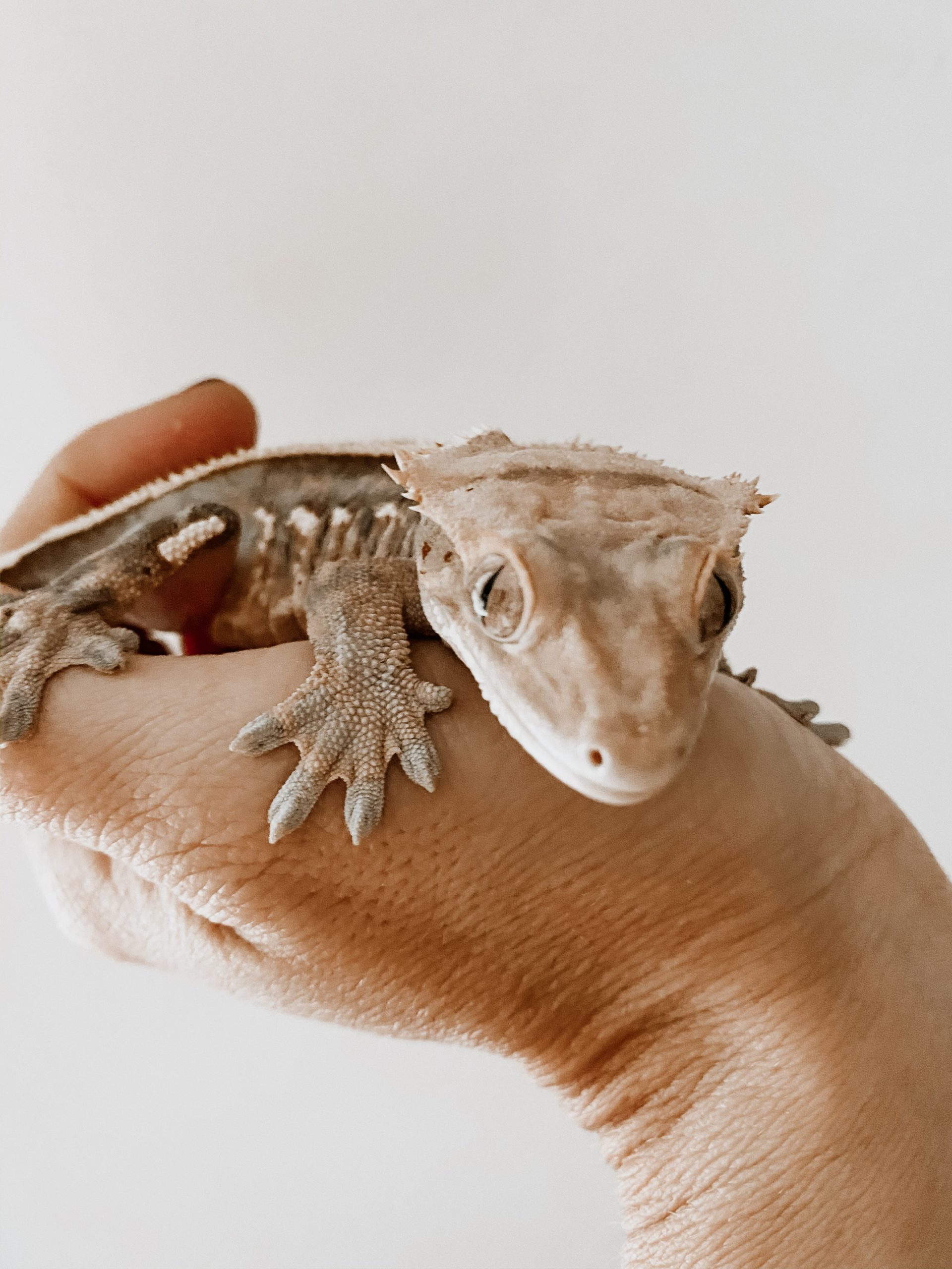 best reptiles