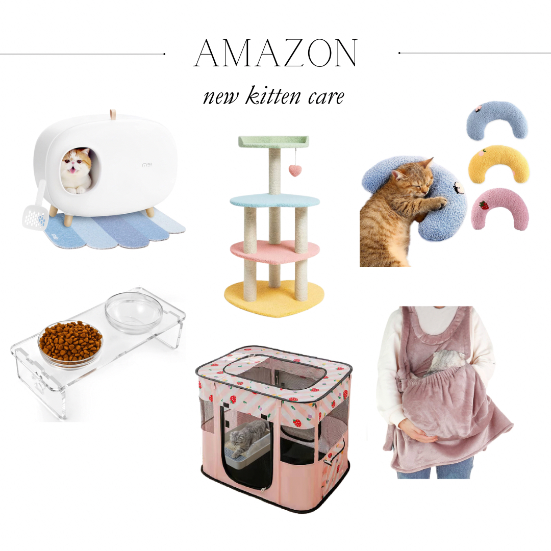 new kitten amazon