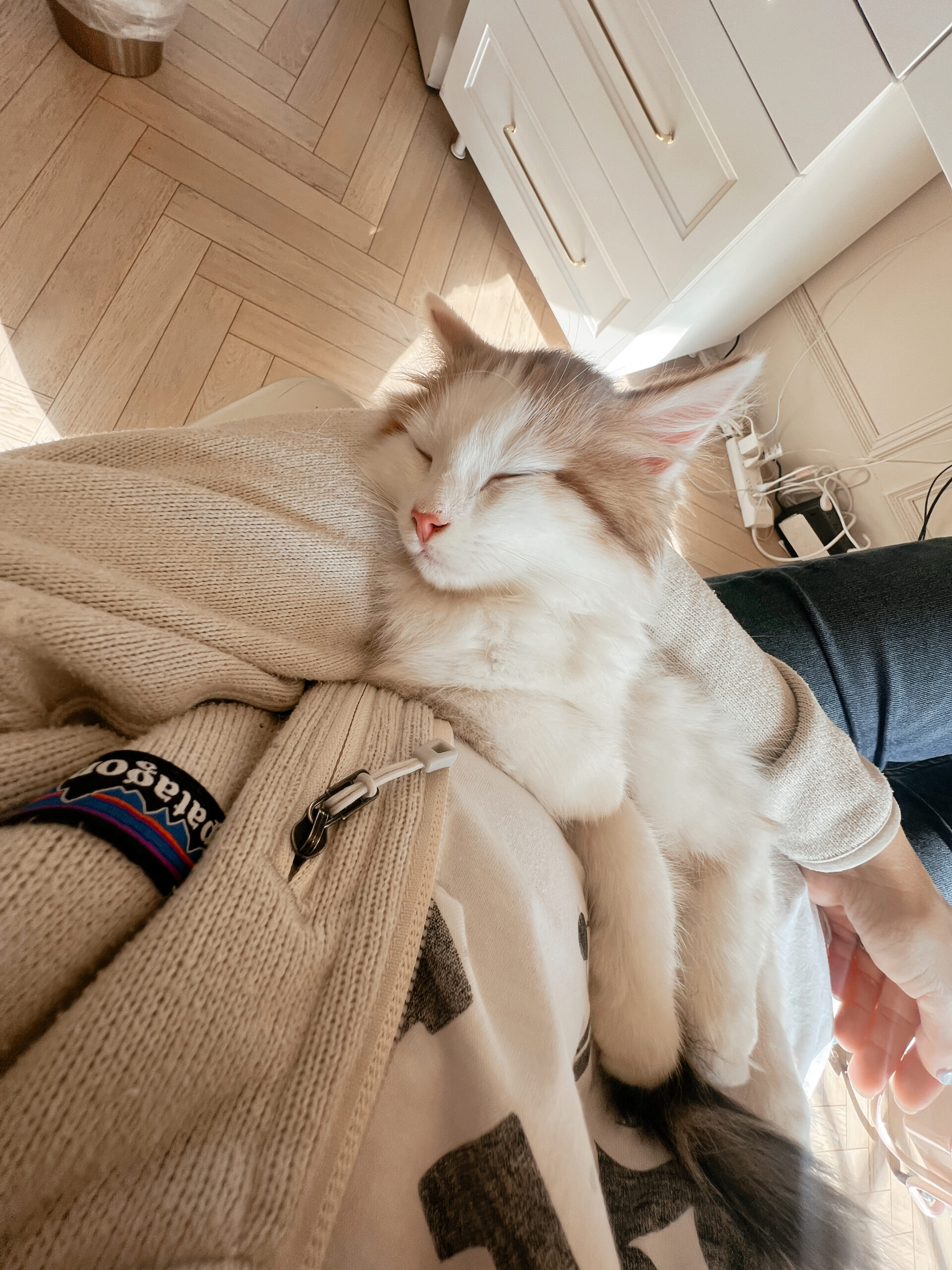 new kitten essentials