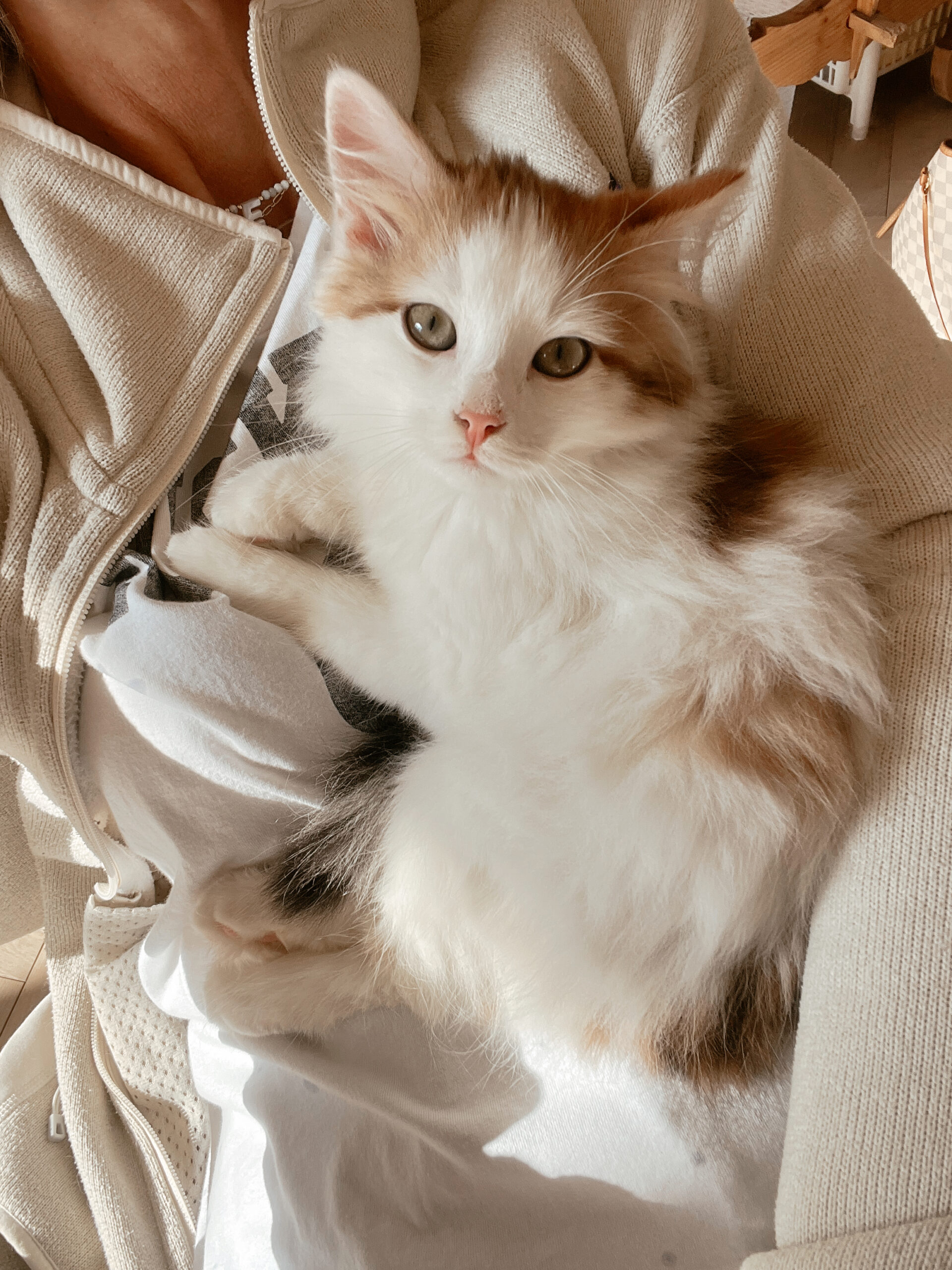 new kitten instagram caption