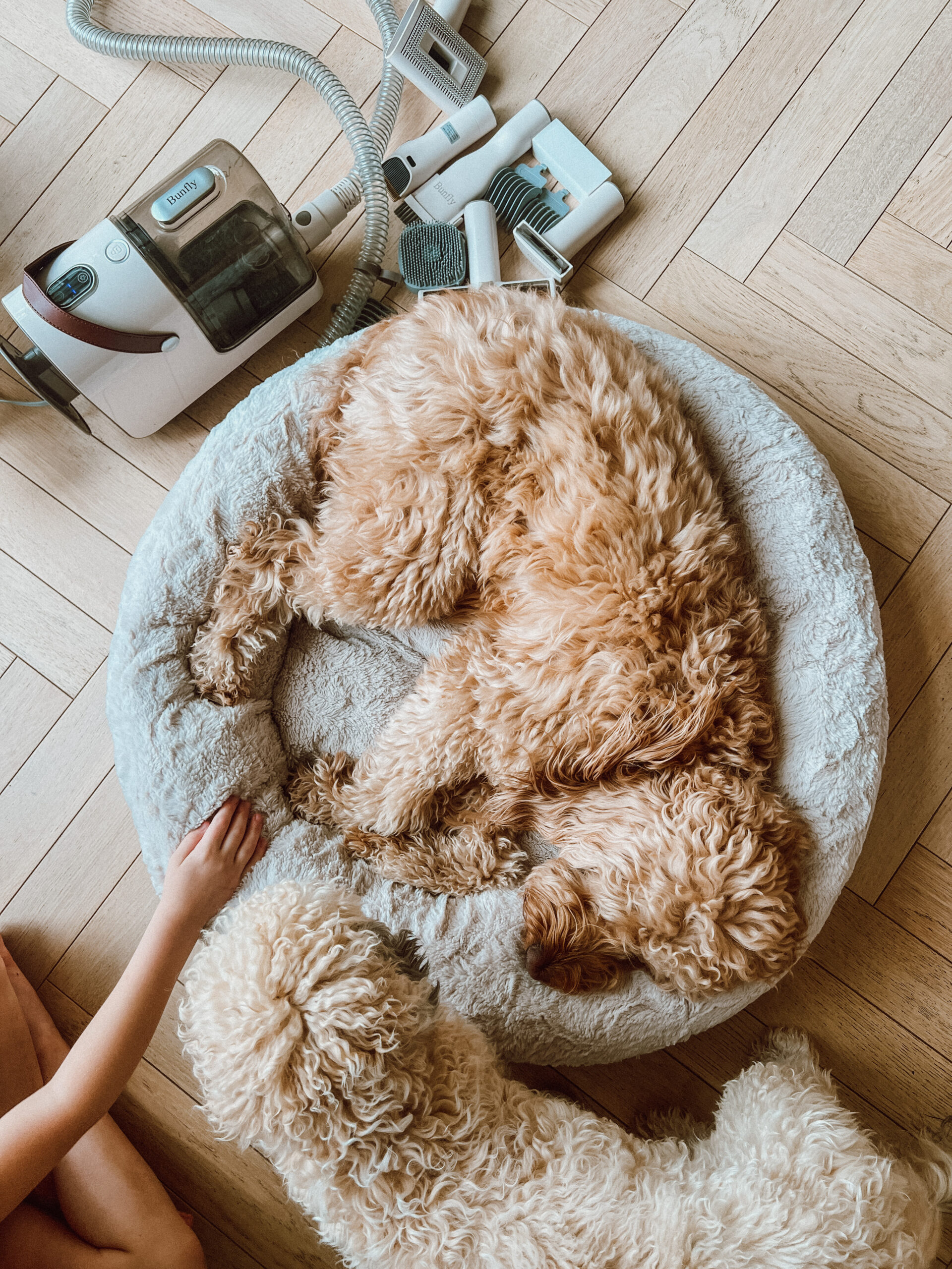 amazon pet must haves 2