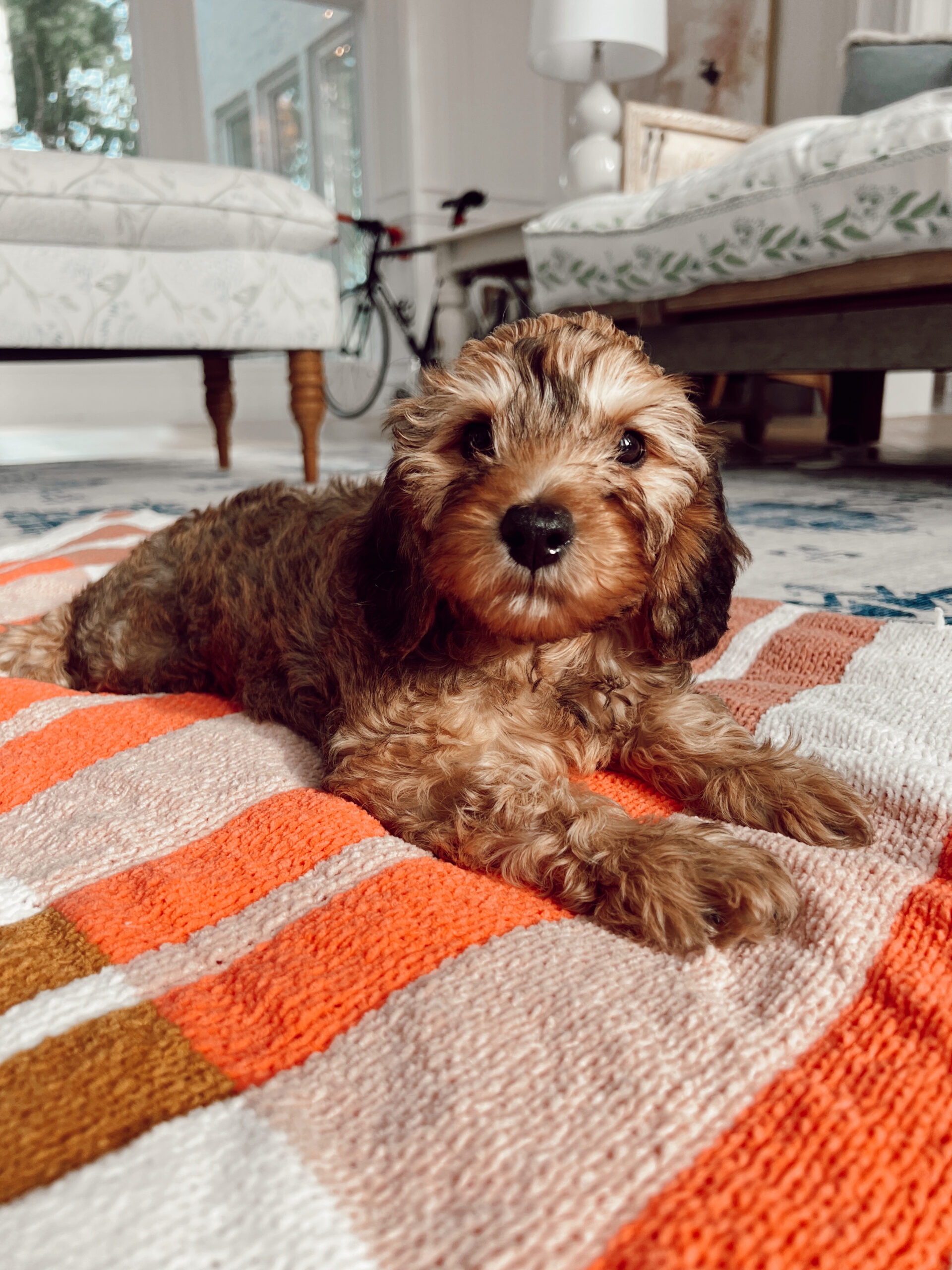 amazon pet must haves 6