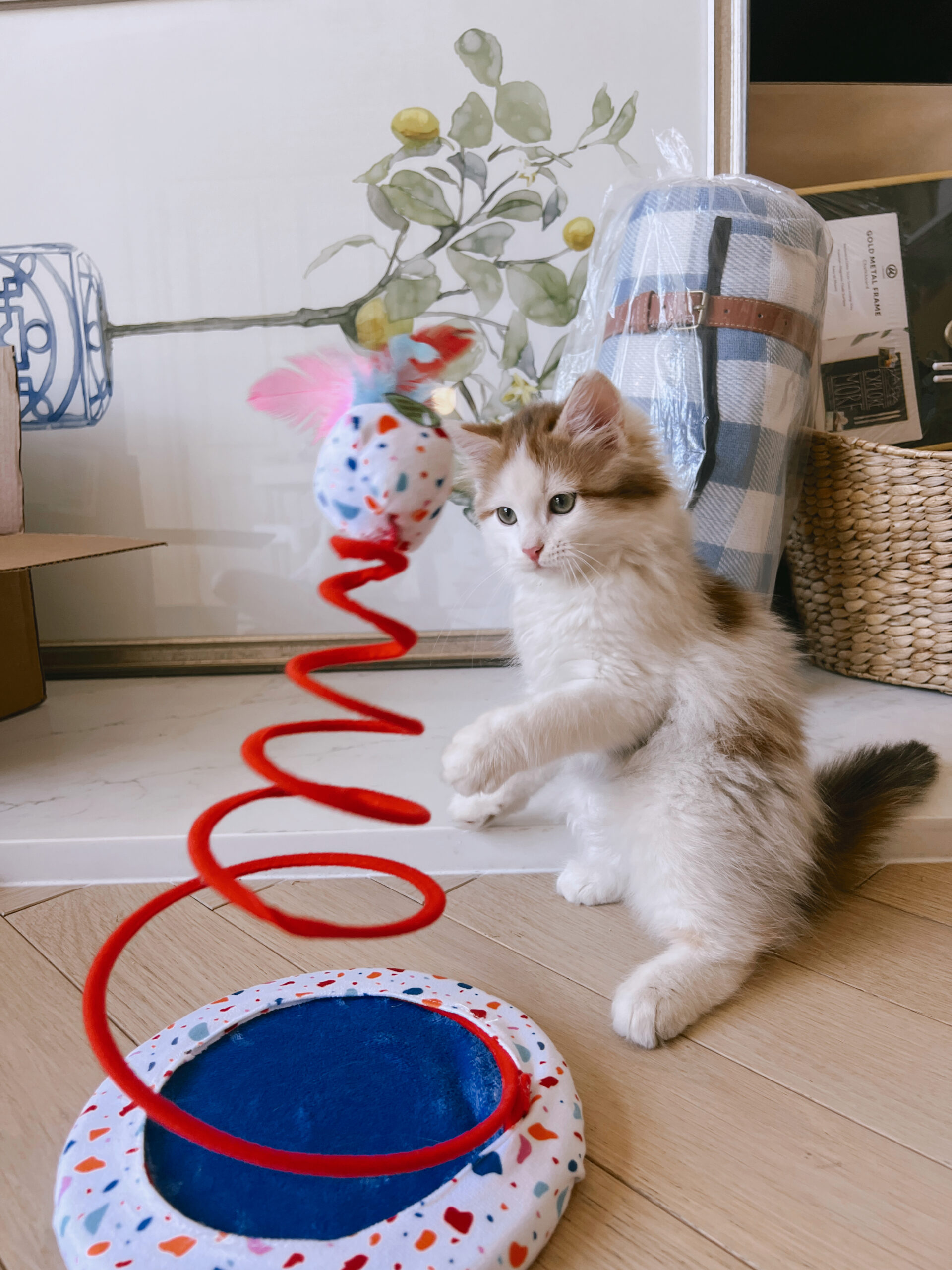 amazon pet must haves